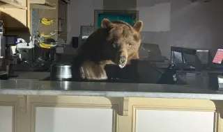 Мечка нахлу в магазин, за да хапне сладолед (СНИМКИ)