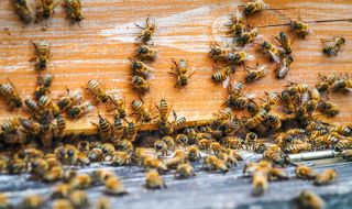 Австралийски биолози научиха пчели да различават четни и нечетни числа