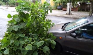 Дърво падна върху кола в Стара Загора