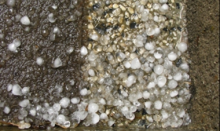 Градушка унищожи реколтата в Неделино