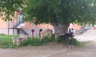 Кози пасат в двора на болницата по време на карантина в Бяла Слатина