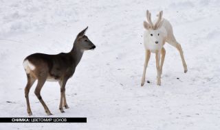 Рядък феномен: Заснеха бял сръндак в Родопите (ВИДЕО)