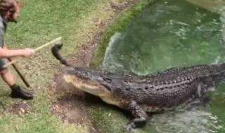 Да предложиш брак пред... крокодил (ВИДЕО)