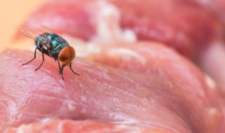 Какво става, ако муха кацне на храната ни? 