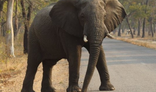 Германски ловец уби най-големият слон, виждан от десетилетия в Зимбабве