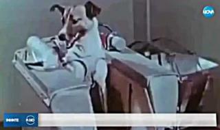 4 ноември 1957 г.  Кучето Лайка покорява Космоса