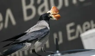 Българите изхвърлят над 614 милиона килограма храна на година