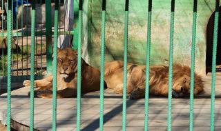 Лъвовете в Разград минават на специална диета