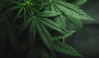Предотвратиха контрабандата на близо тон марихуана
