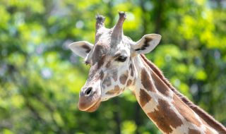 Евтаназираха най-стария жираф в Европа