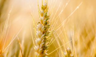 Исторически връх в добива на пшеница