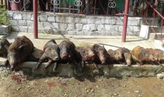 Ловците от  Елшица са отстреляли вече 20 глигана