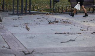 Силен вятър събаря клони в София, има затруднения в движението на трамваи