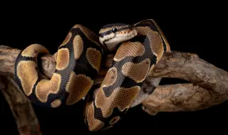 Oтнеха защитени видове змии, отглеждани незаконно в частен дом