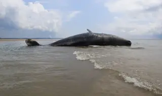 25-тонен кит бе изхвърлен на брега в Орегон (ВИДЕО)
