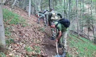 Нова гора над Югово: Започна залесяването на обгорените площи в Родопите