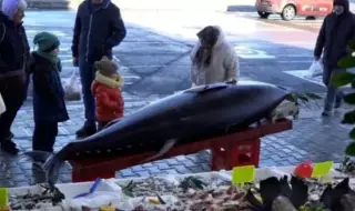 Уловиха гигантска риба в Черно море