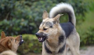 Българи организират международна мрежа за кучешки боеве