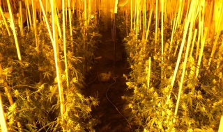 Бум на престъпността в Англия заради канабис