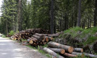 В Ловешко установиха 125 кубика незаконно изсечена дървесина