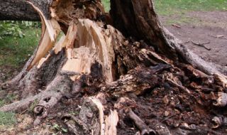 Дърво падна в центъра на Кюстендил и затвори кръстовище