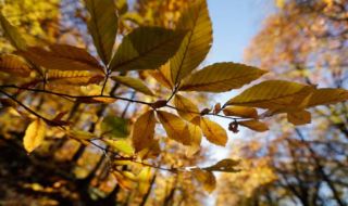 Остава слънчево