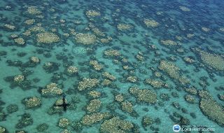 Премиерът на Австралия обеща още 700 млн. долара за Големия бариерен риф