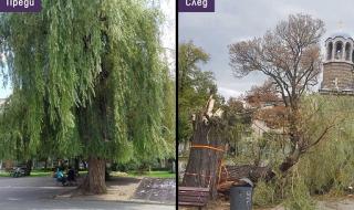 Емблематично дърво падна в София