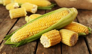 Брюксел разреши 4 ГМО царевици
