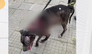 Мъж преби кучето си на улицата в Пловдив