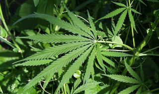 Малта легализира марихуаната за лична употреба