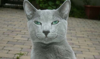 Котка изчезна в Уисконсин, появи се във Флорида