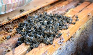 Пожарите унищожиха хиляди кошери, производството на мед е застрашено
