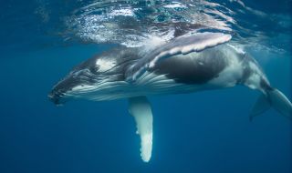 Гърбат кит спаси учен от нападение на тигрова акула (ВИДЕО)