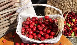 "Набери си сам": В Кюстендилско започна черешовият туризъм
