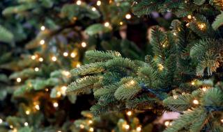 Хиляди буболечки се крият в коледните ни елхи