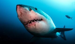 Някой избива големите бели акули… и това не са хората (ВИДЕО)
