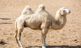 Заснеха рядка бяла камила в Китай (ВИДЕО)