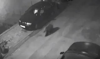Фотокапани ще следят за мече в Благоевград