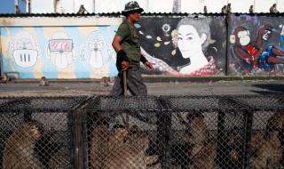 Атаката на макаците: Тайландци се опитват да си върнат града от маймуните 