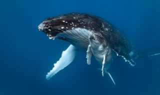 Откриха нова популация китове с помощта на микрофони за ядрени оръжия