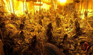 Разкриха лаборатория за отглеждане на канабис