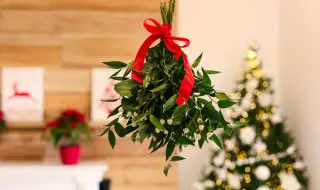 Коледната украса може да бъде полезна за здравето