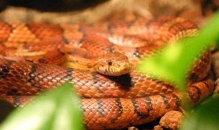 Ухапване от змия прати мъж в реанимация