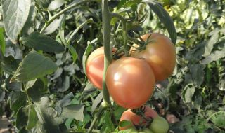 Първо в Кресна: Български краставици и домати излязоха на пазара