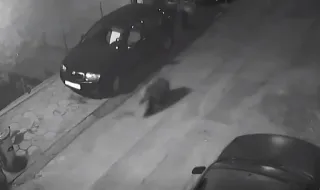 Мече тича по улиците на Благоевград ВИДЕО