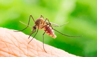 Ухапването от комар предизвиква инфекция на кожата 
