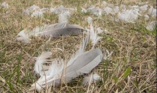 Унищожават патици заради птичи грип в Хасковско