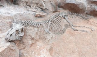 Откриха вкаменелости на четири вида динозаври в Чили