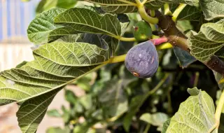 5 невероятни ползи от смокиновите листа
